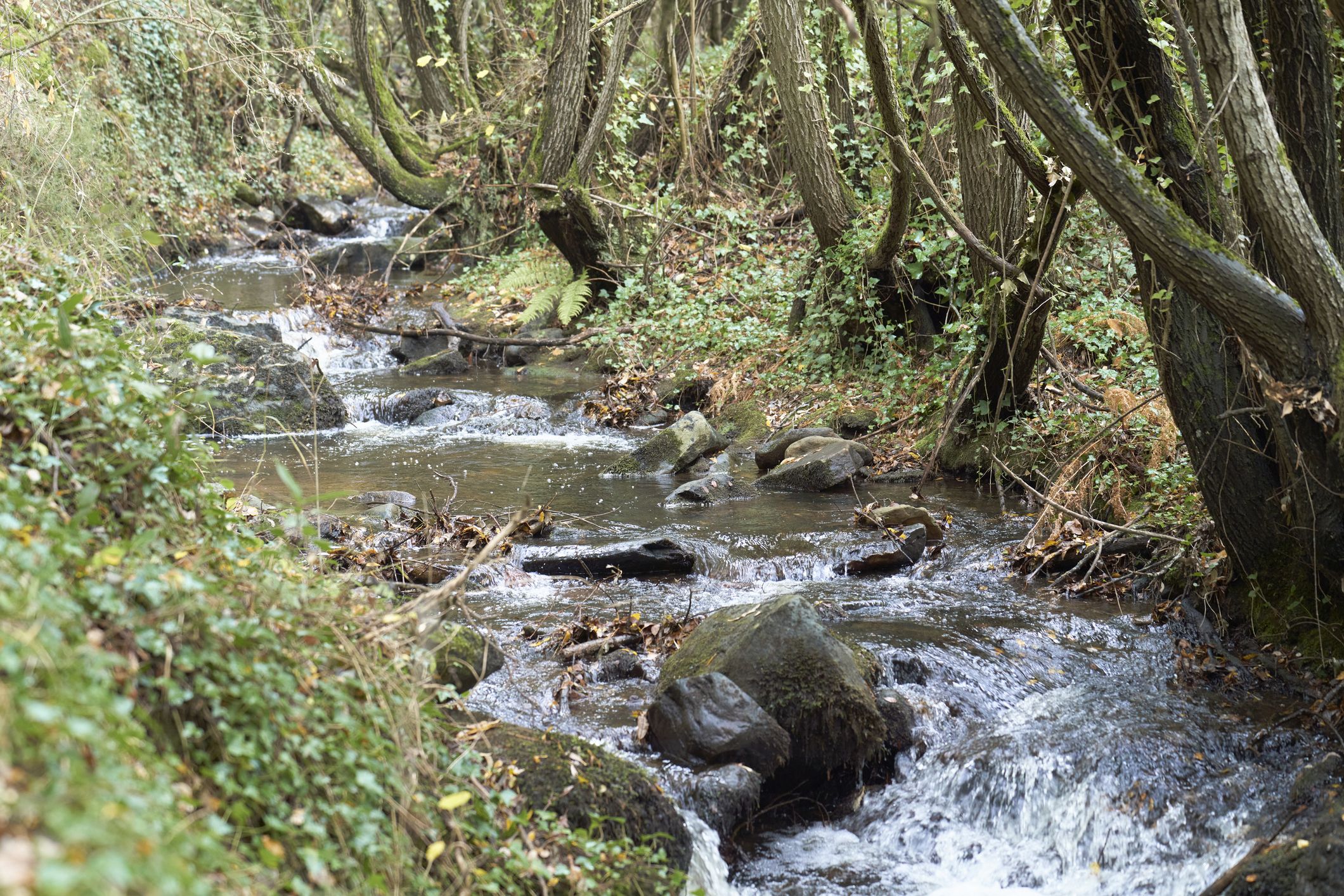 river with many rocks in the middle of the forest, front view with trees all around.