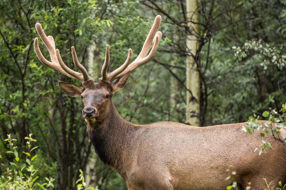 elk seen from rocky mountaineer