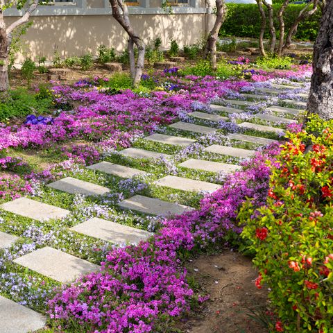 ground cover plants