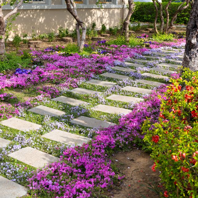 ground cover plants