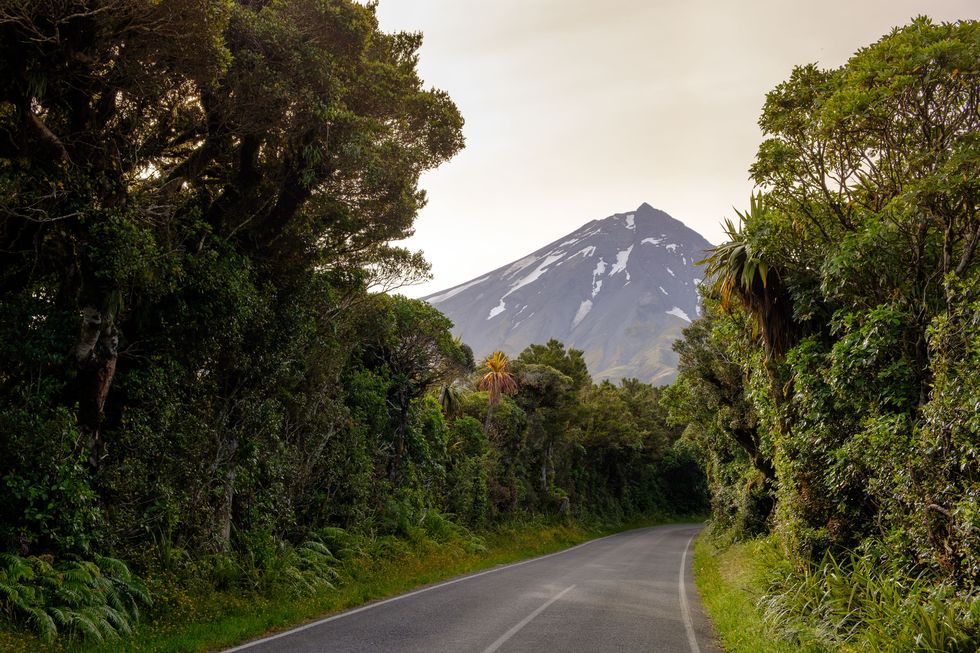 road leading to mount taranaki, egmont national park, near stratford, west coast of north island, new zealand