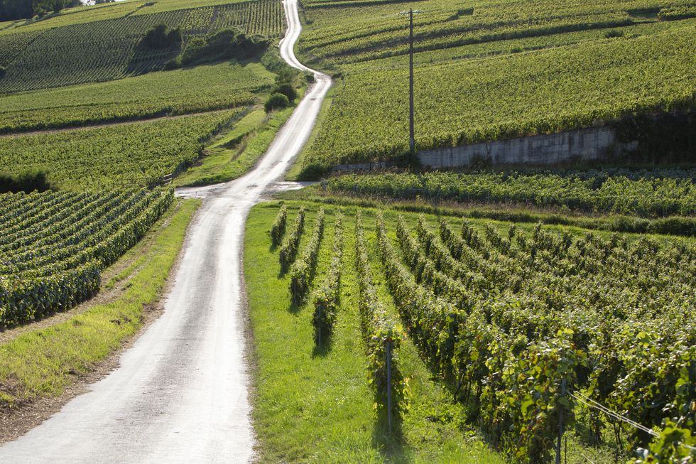 road through vast amount of vineyards in champagne area south of reims in france