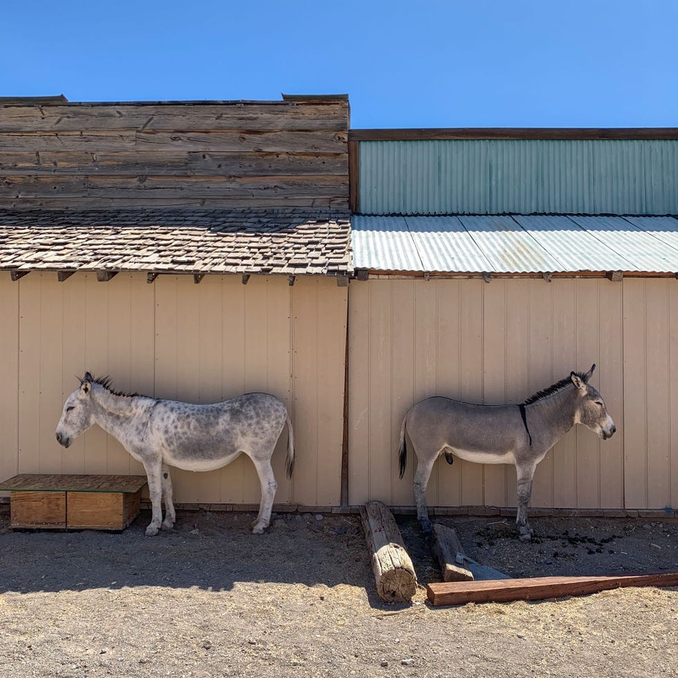 Toen Oatman in Arizona nog een mijnstadje was brachten pakezels er goud en zilver uit de heuvels Tegenwoordig zijn ze een toeristische trekpleister net als degun showsdie er dagelijks worden opgevoerd Even verderop in Mohave County wordt een datacenter uit de grond gestampt dat op zonneenergie zal draaien
