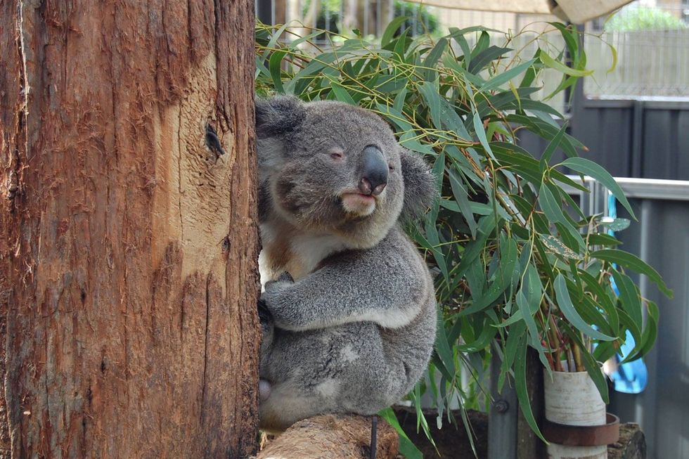 Een van de schattige koalas in Port Macquarie