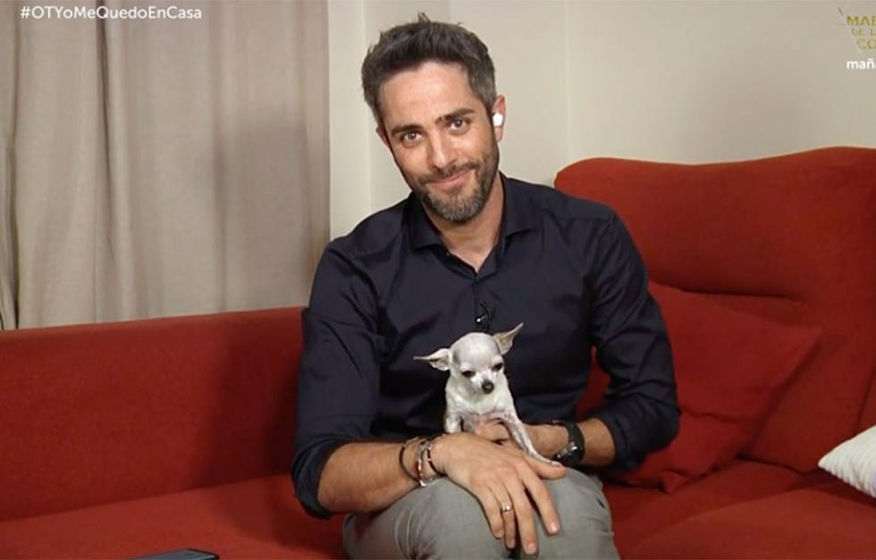 Roberto Leal con su perrita, Pepa. La chiguagua se convirtió en pa protagonista de la gala 9 de 'Operación Triunfo', que Roberto  presentó desde el salón de su casa.