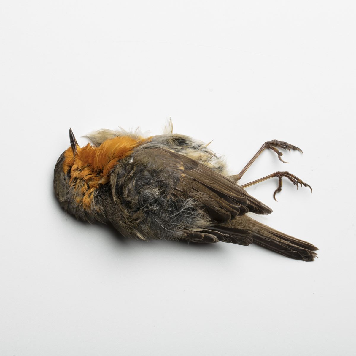 robin death