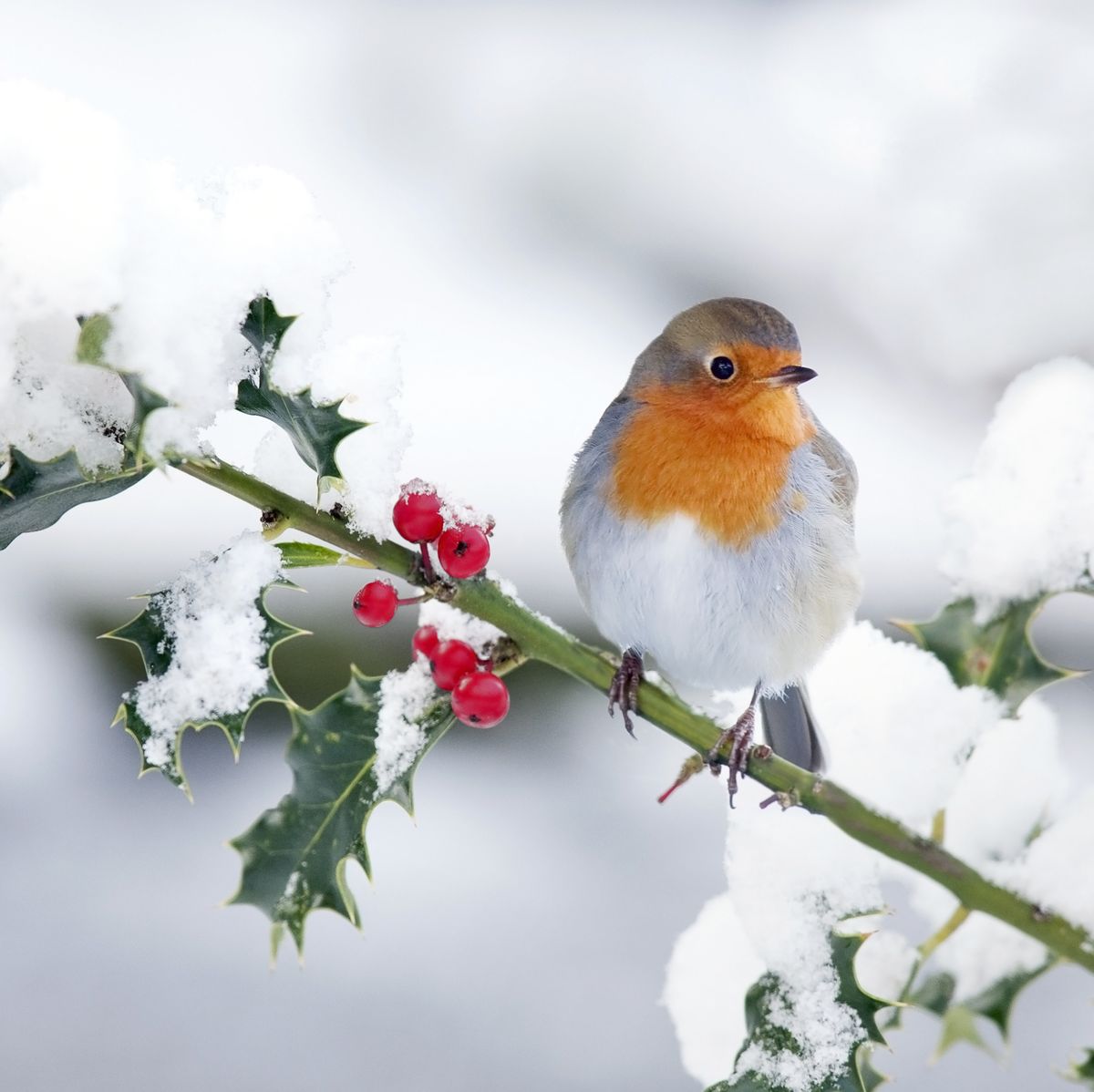 How To Help Robins Survive The Harsh Winter Weather