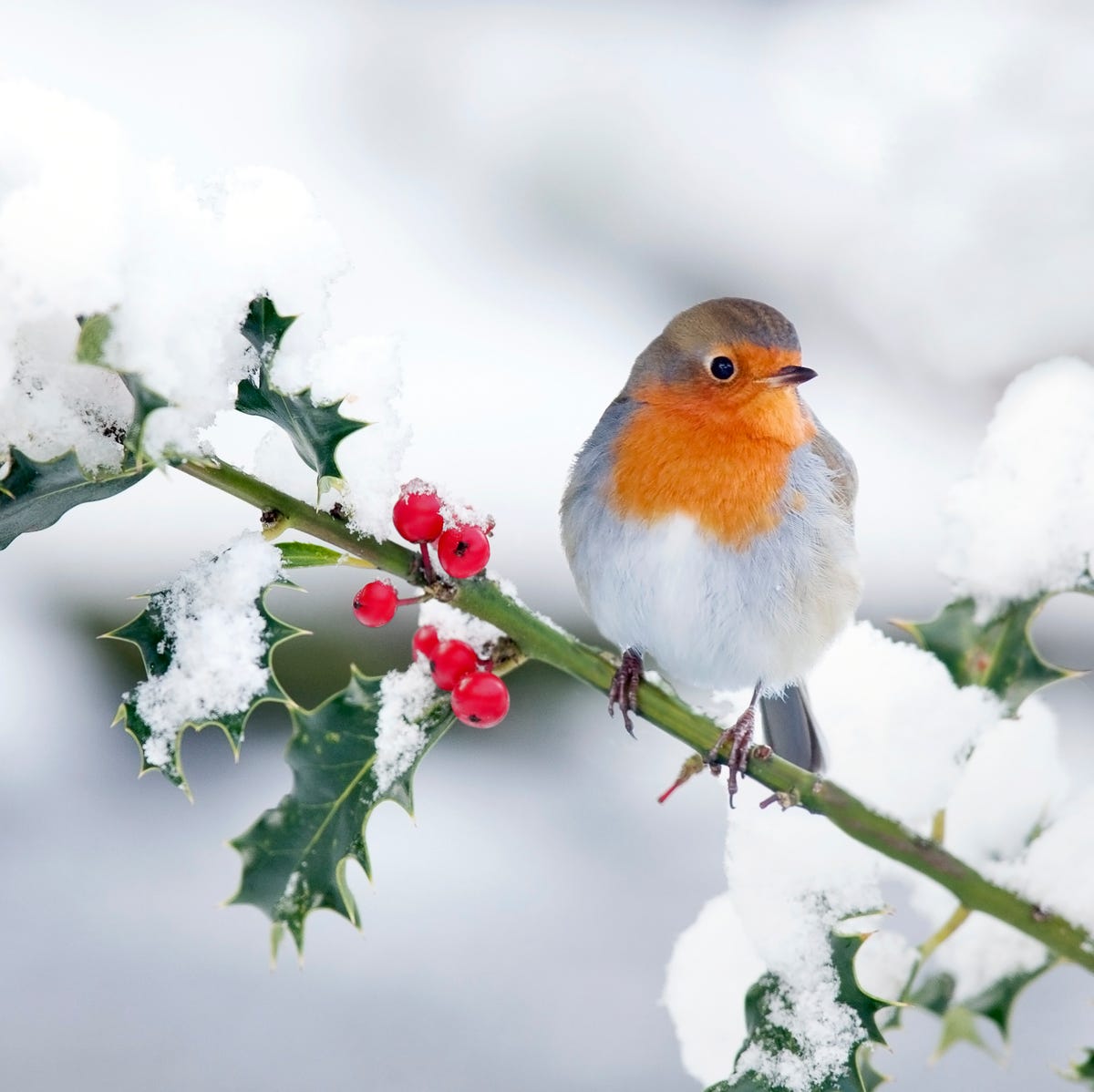 How To Help Robins Survive The Harsh Winter Weather