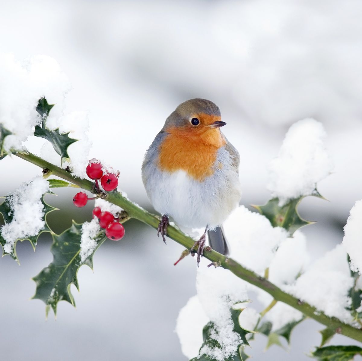 how to help robins survive the harsh winter weather