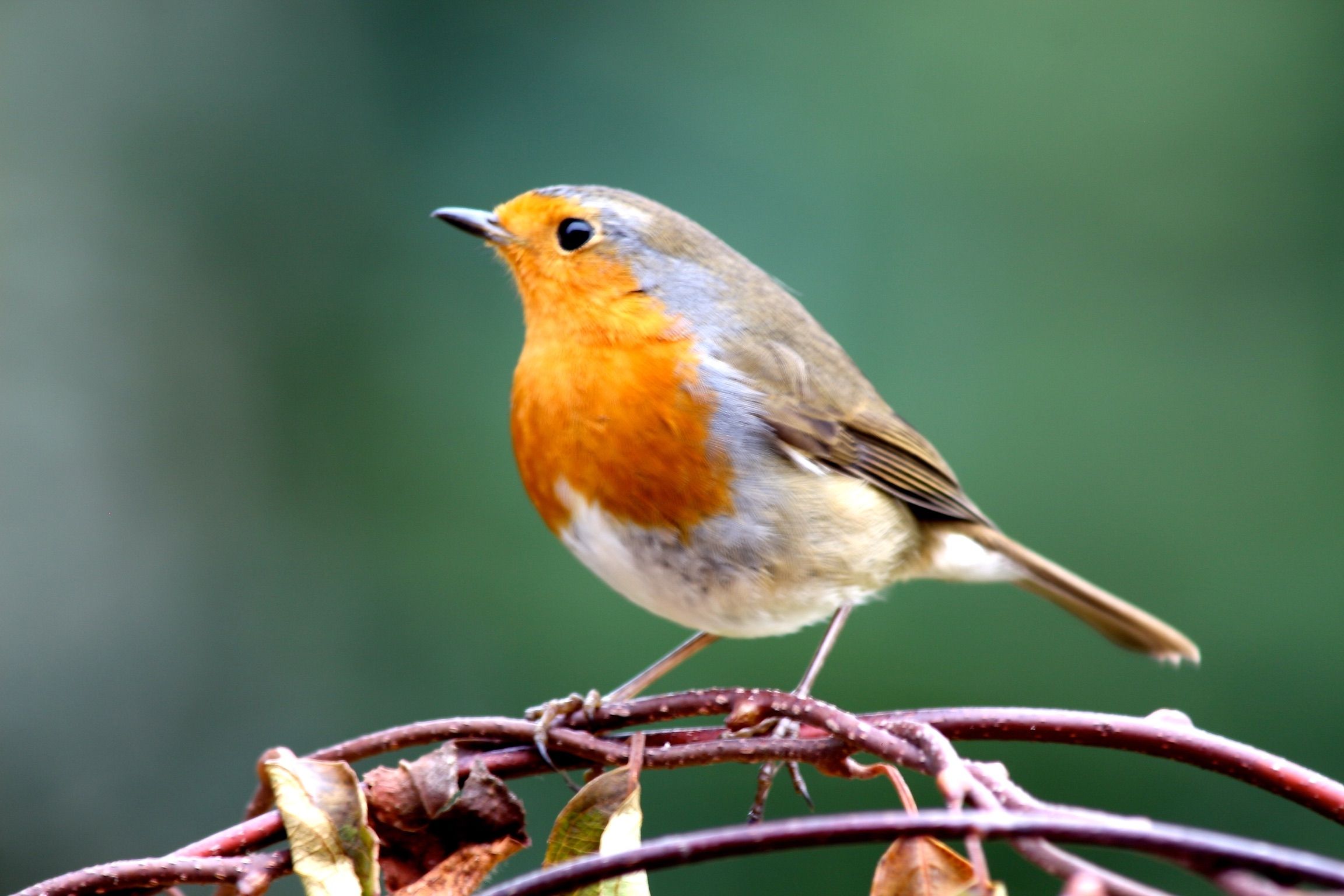 Robin  BTO - British Trust for Ornithology