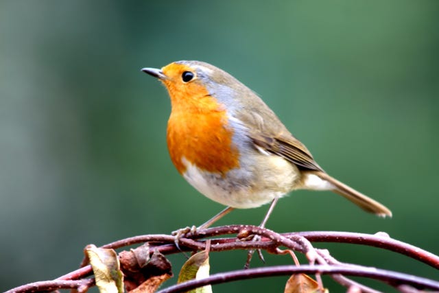 Robin migrates 140 miles over North Sea in just four hours, under the ...