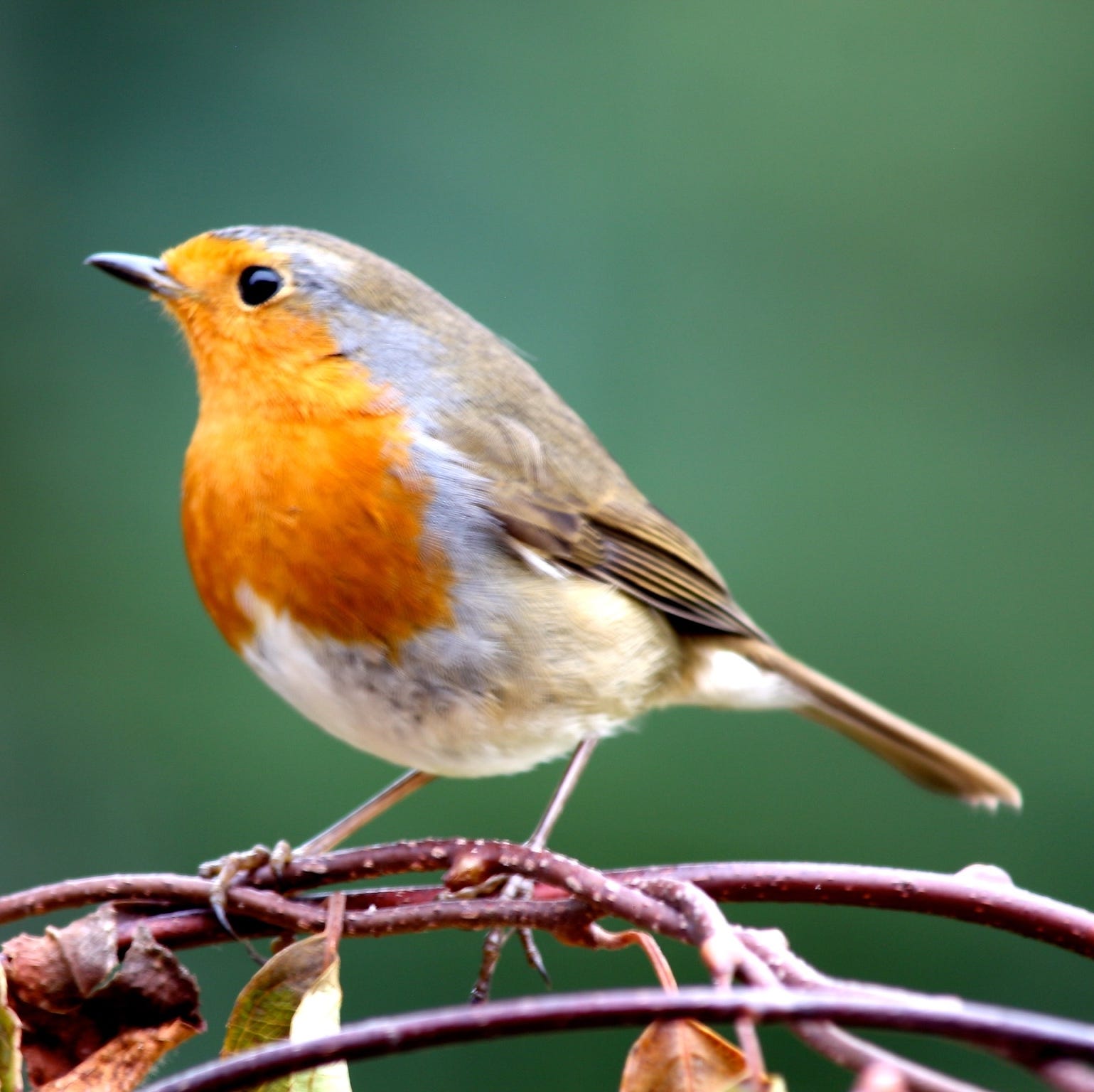 Robin migrates 140 miles over North Sea in just four hours, under