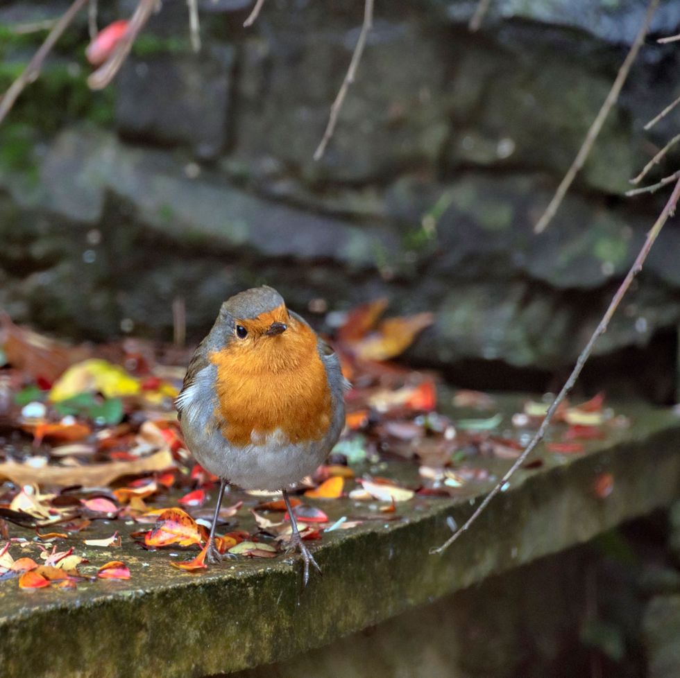 robin in autumn