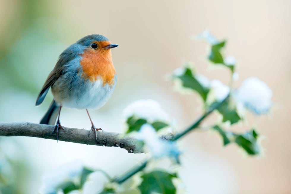 robin erithacus rubecula