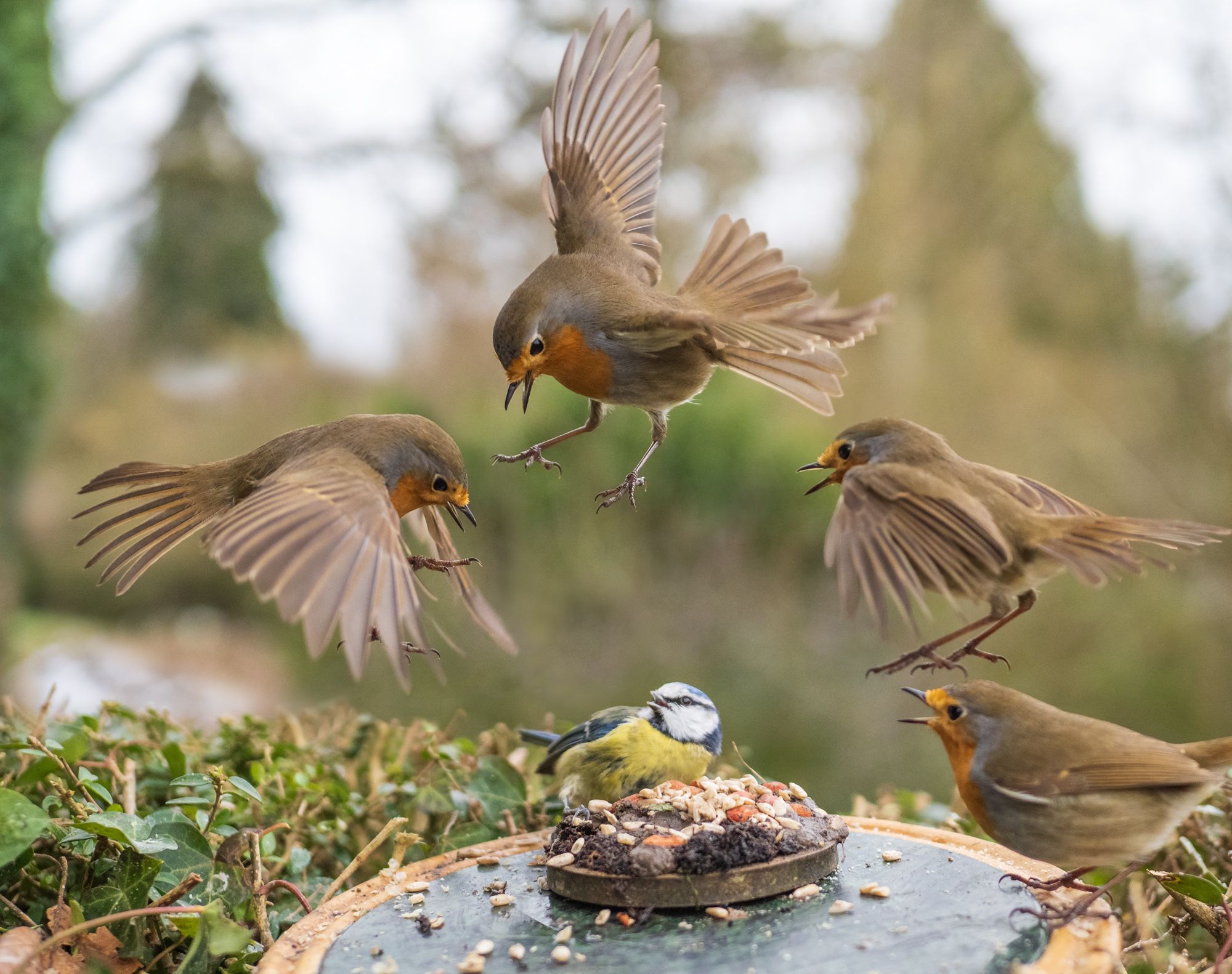 Photographer Captures Gorgeous Bird Photos in Her Own Backyard