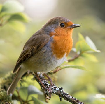 Robin (Erithacus rubecula) singing on branch