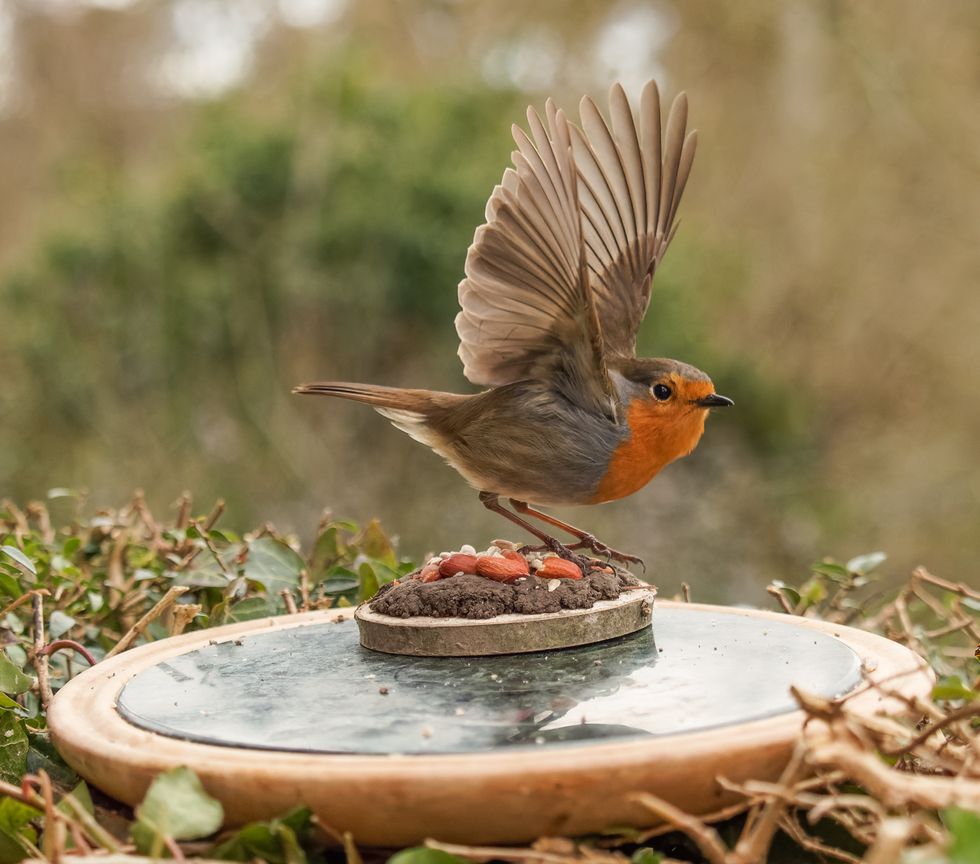 Photographer Captures Gorgeous Bird Photos in Her Own Backyard