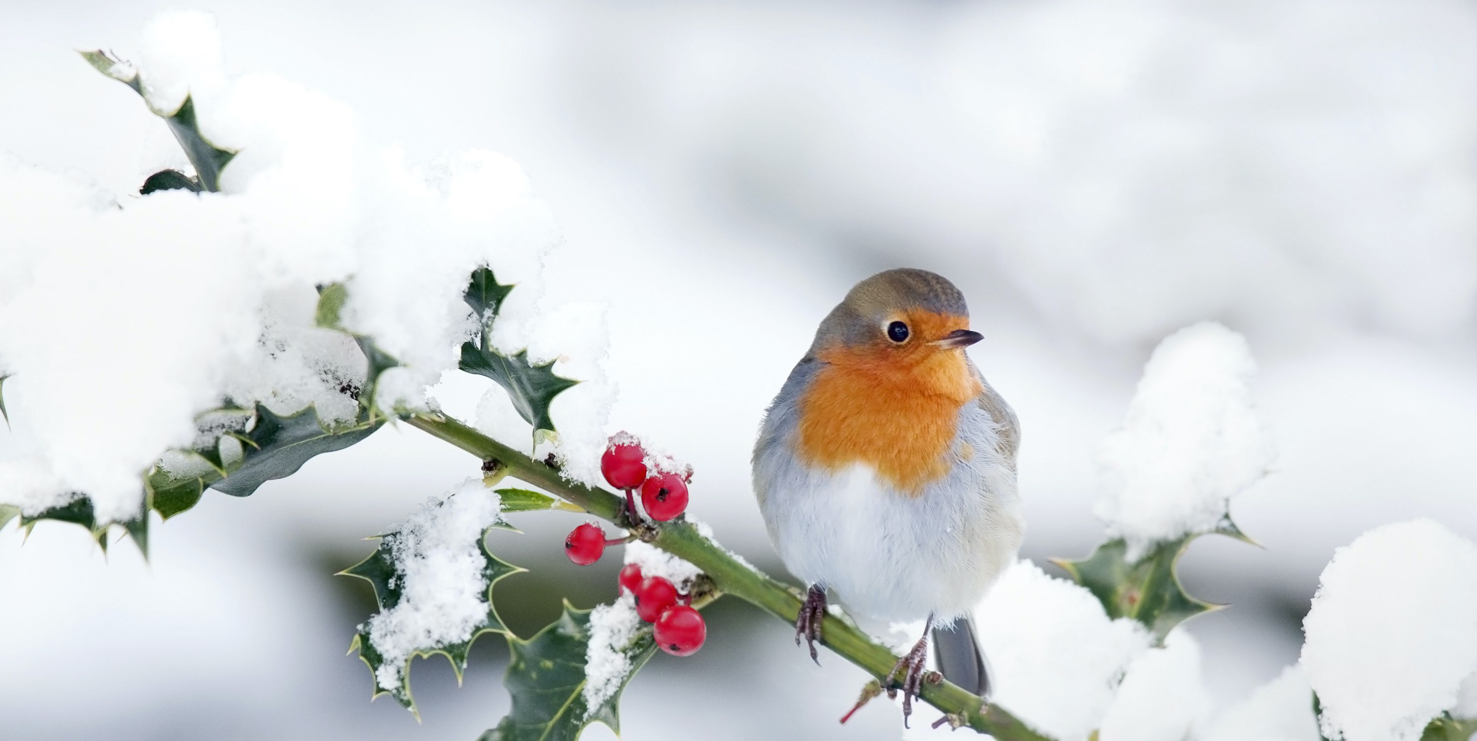 For　Robins　How　Safe　To　Make　a　Your　Garden　Winter　Haven　This