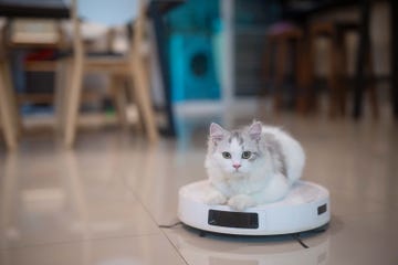 robot aspirador con gato