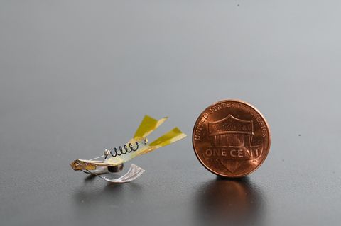 springtail robot is only a bit longer than the width of a penny