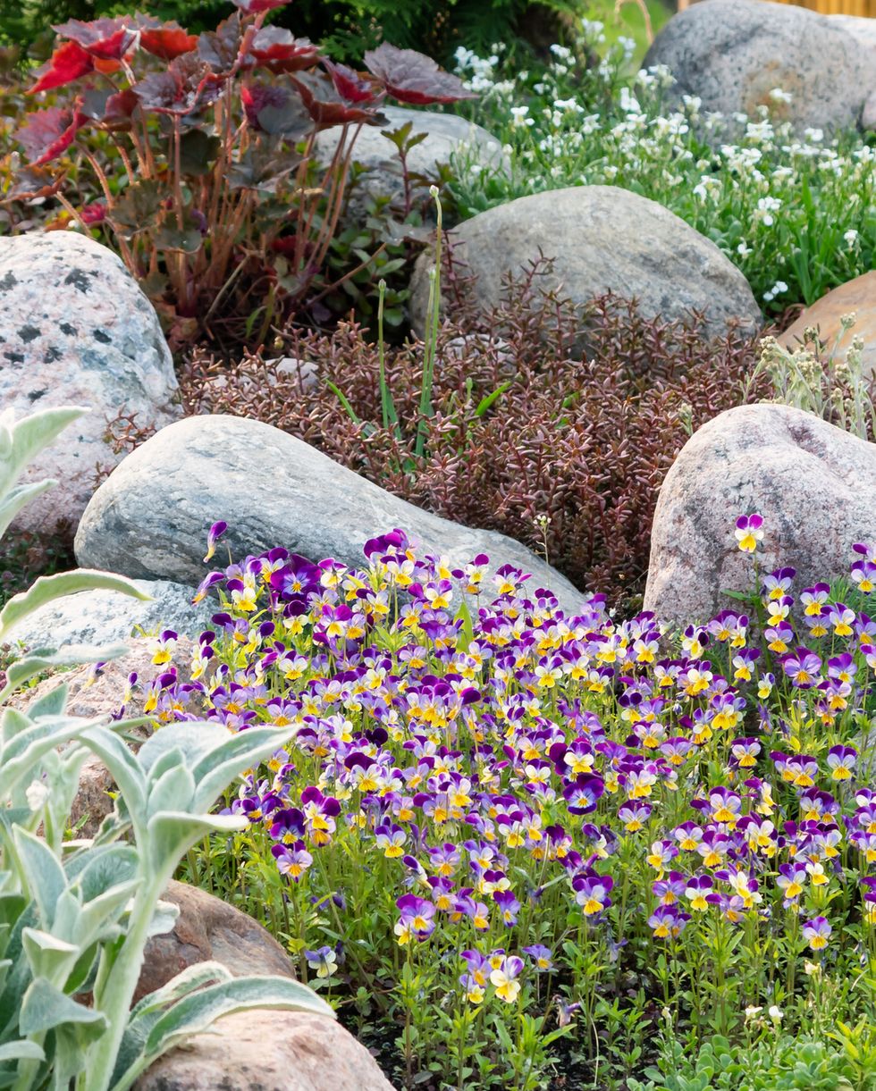 rock garden ideas flowers