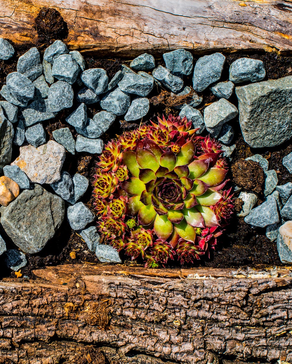 rock garden ideas succulents