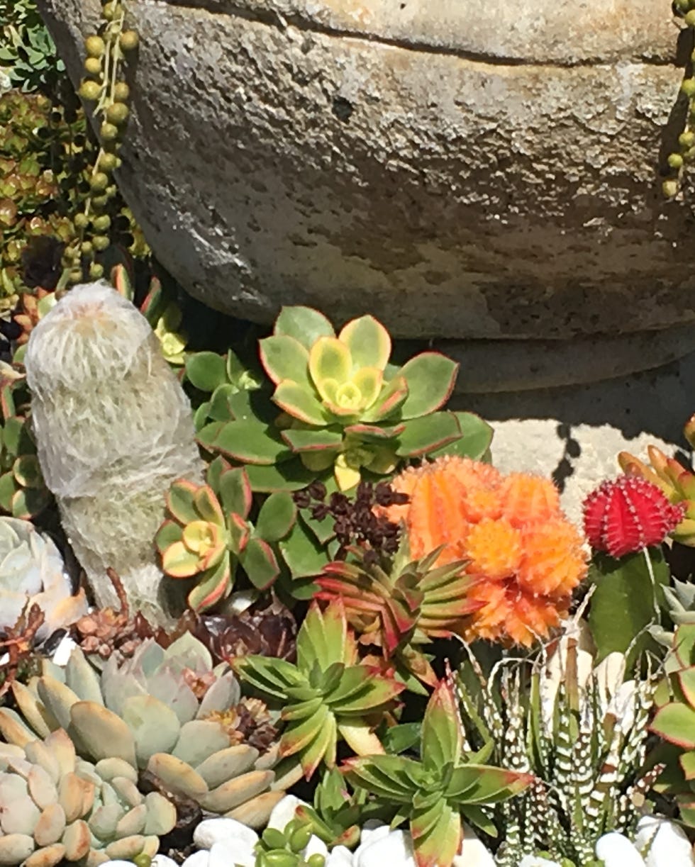 rock garden ideas colorful succulents