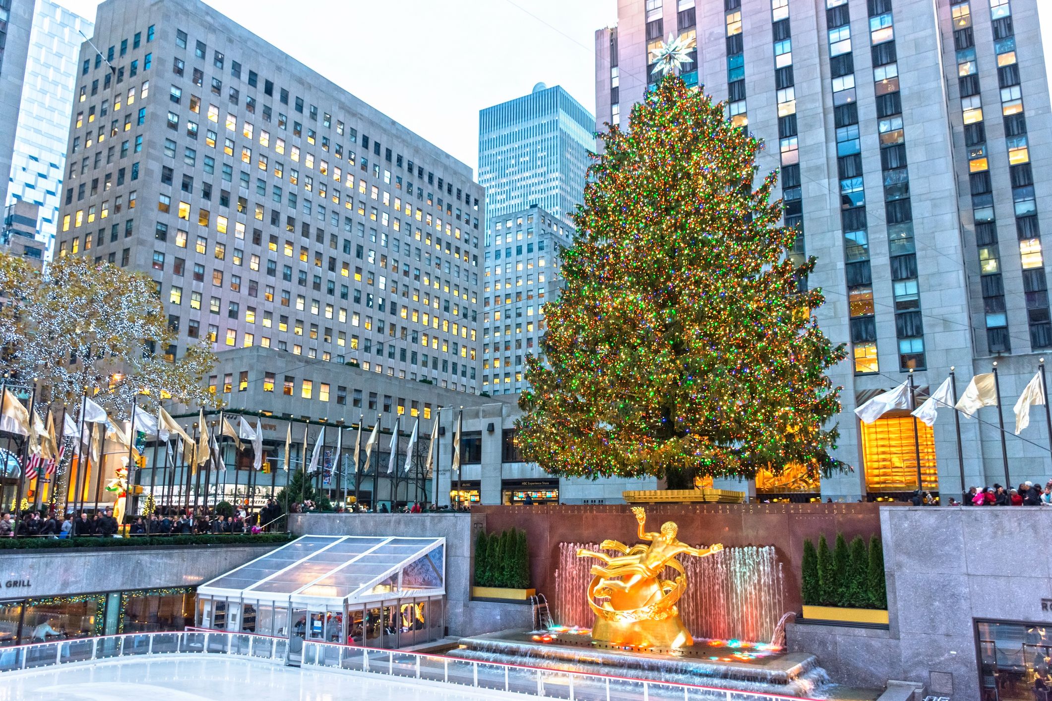 Best Christmas Trees to See in NYC