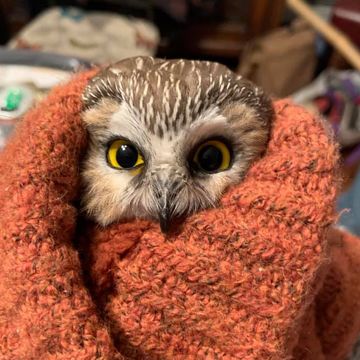 owl found in rockefeller tree