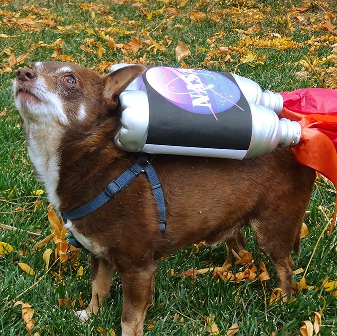 Rocket+DogRocket Dog Idea 