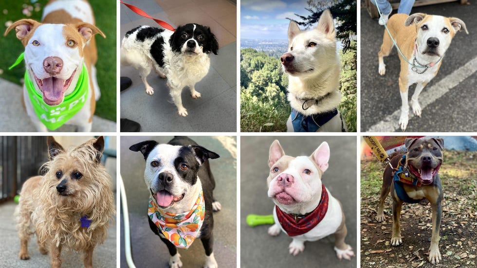 various dogs available for adoption showcasing their personalities