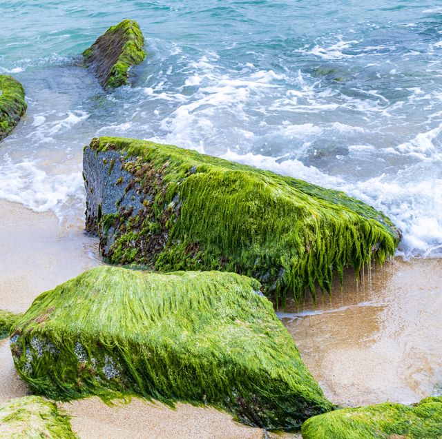 rocks with green algae
