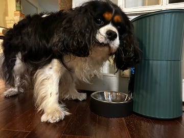 a brown white and black dog and his automatic dog feeder, part of a good housekeeping test of the best automatic dog feeders