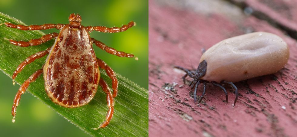 rocky mountain spotted fever ticks