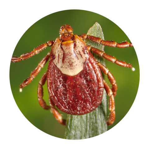 10 Types of That Transmit Diseases - How to ID Tick Species