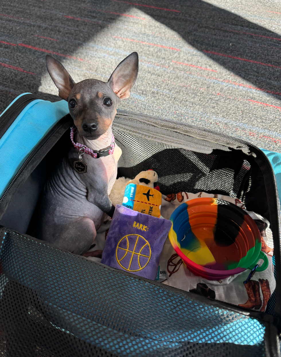 a gray american hairless terrier in a blue carrier filled with a blanket, toys and a collapsible water bowl