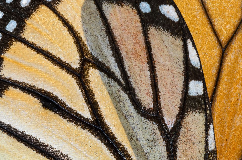Dit detail van de vleugel van een monarchvlinder toont de schitterende kleuren waarmee het insect aan roofdieren laat weten dat het giftig is