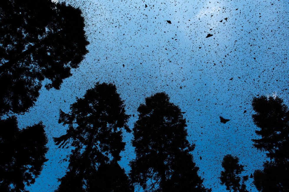 In het biosfeerreservaat van Michoacan in Mexico stijgen monarchvlinders op De soort is vooral gevoelig voor landbouwbestrijdingsmiddelen en het verdwijnen van inheemse waardplanten als gevolg van de landbouw
