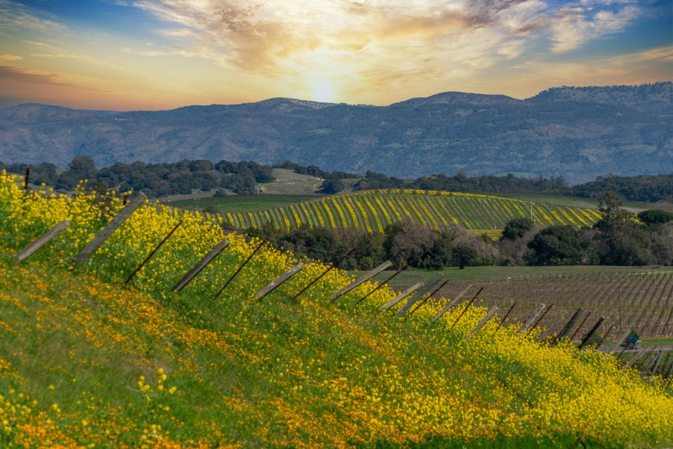 rollings hills in napa