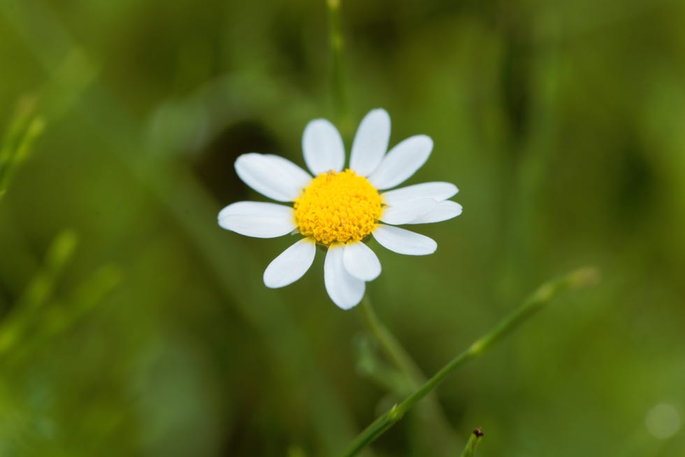 how to grow chamomile