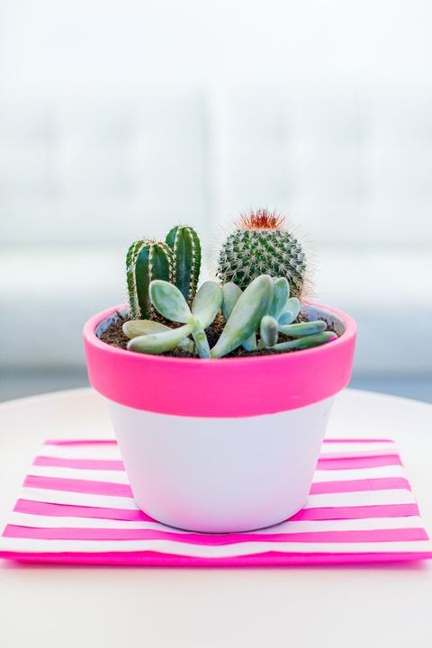 succulents in pink and white pot