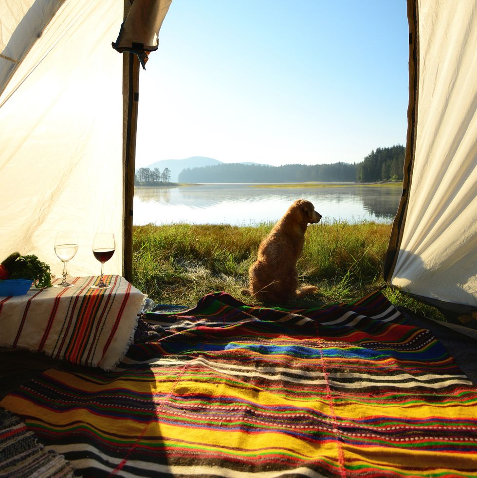 dog sitting outside of camping tent staring onto a lake
