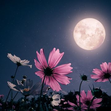 full flower moon in sagittarius