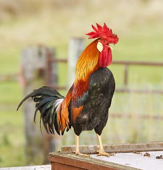 photo of a rooster