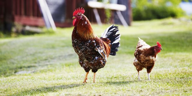 How to Raise Backyard Chickens - Backyard Chickens 101