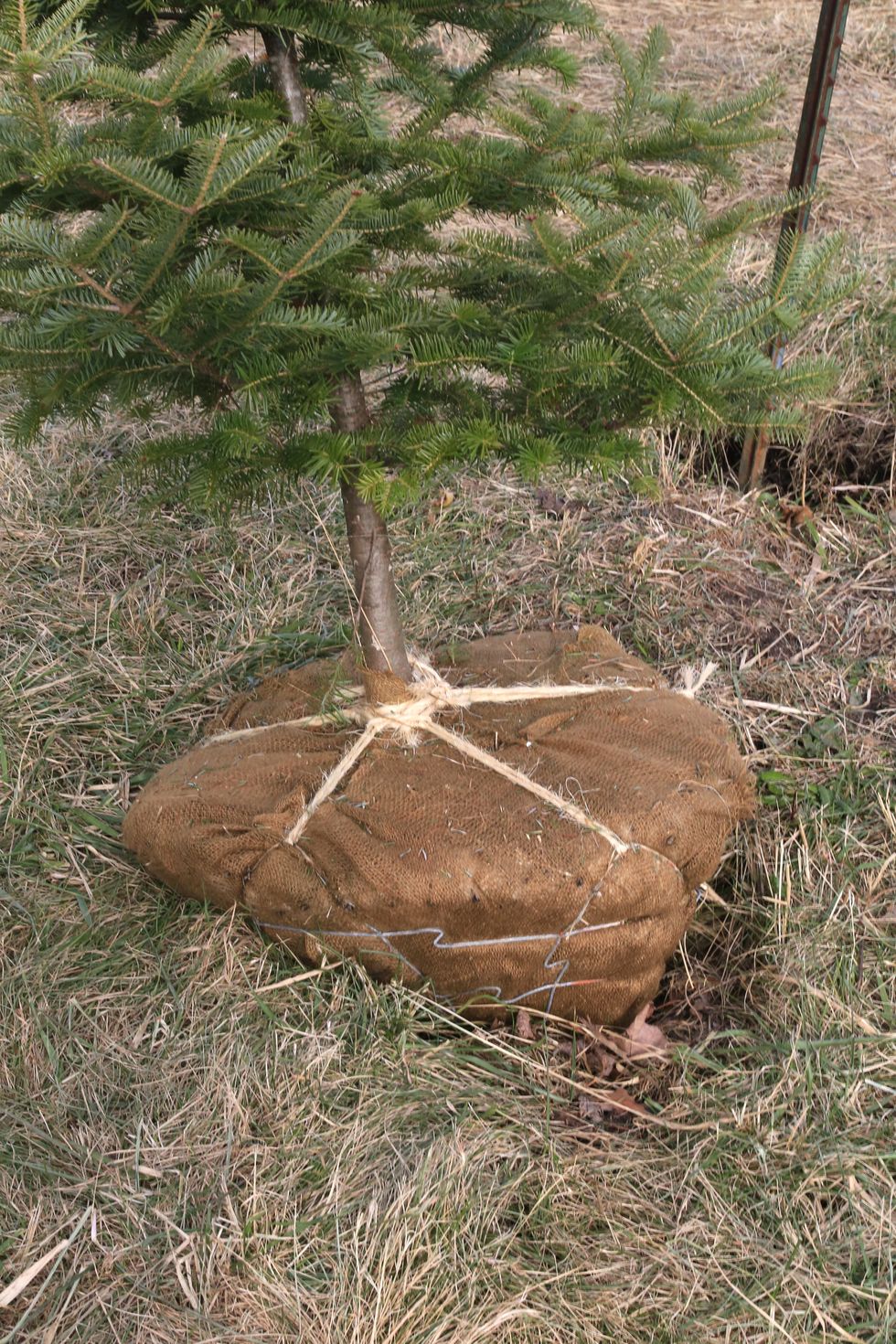Root ball in burlap from a transplanted evergreen tree