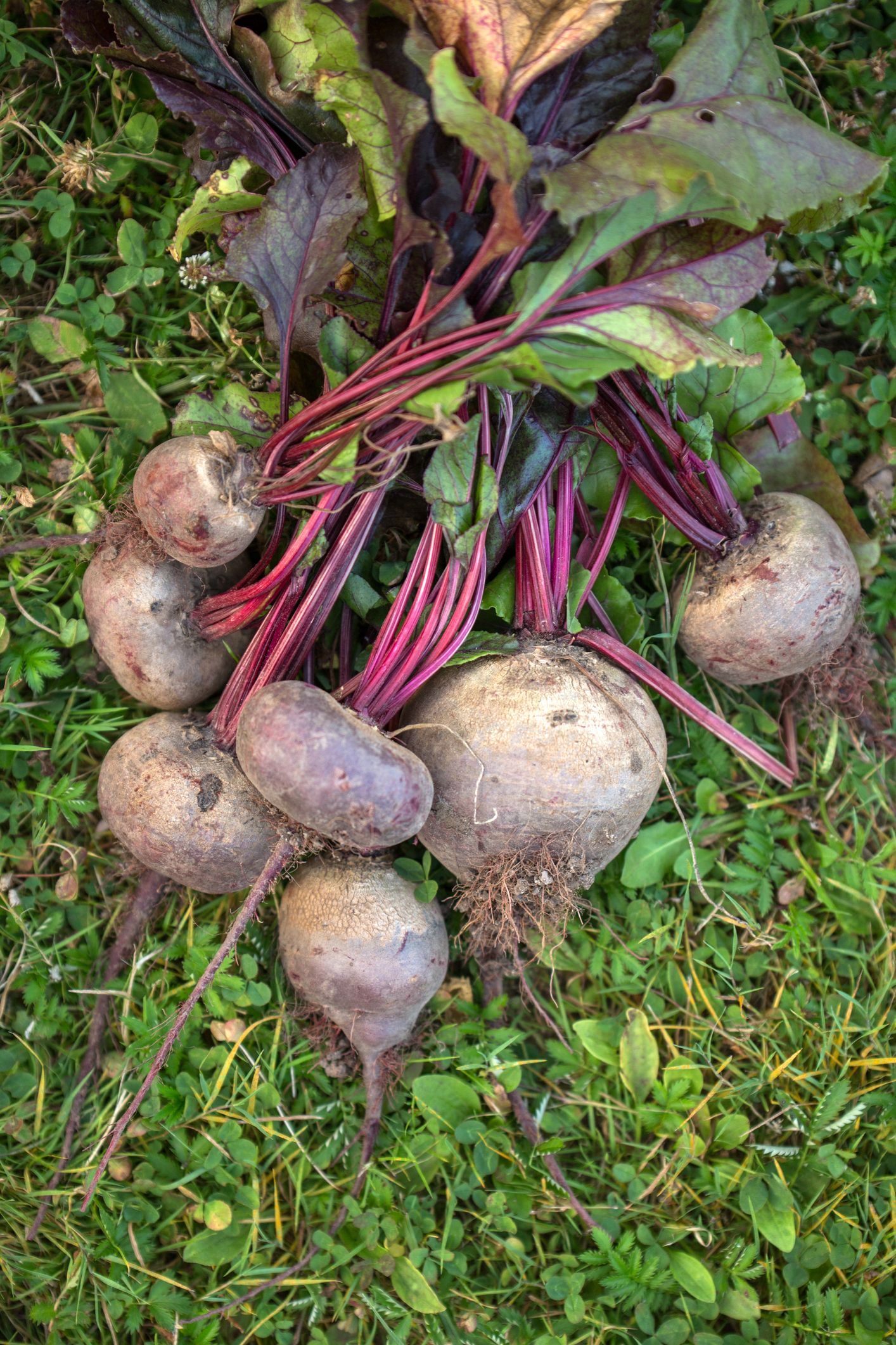 best root vegetables