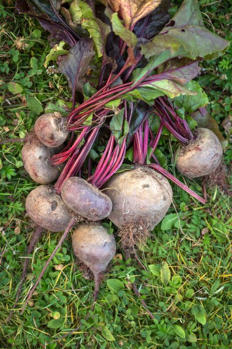 root vegetable guide beets