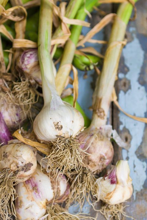 root vegetable guide garlic