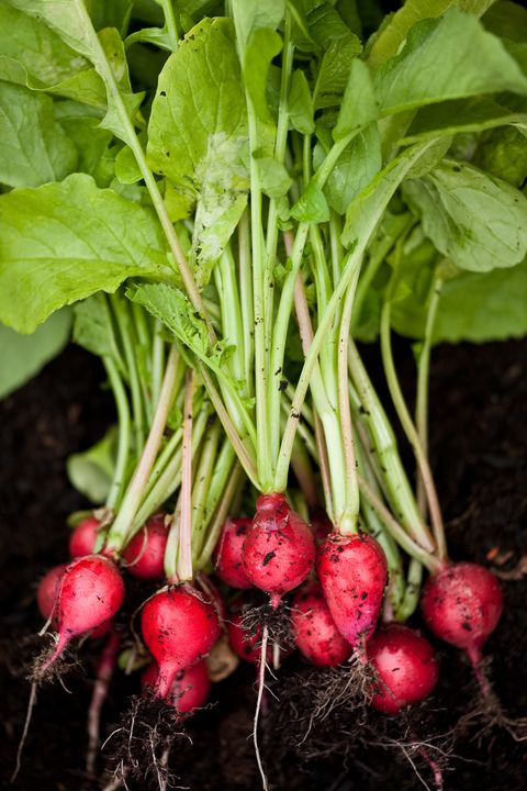guide to root vegetables radishes
